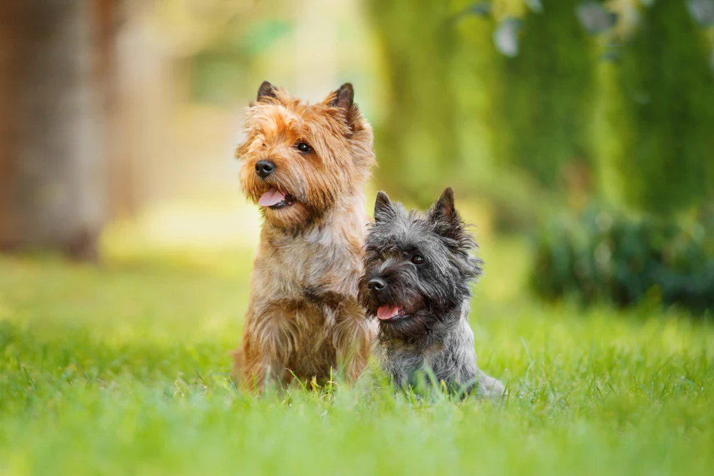 Cairn Terrier