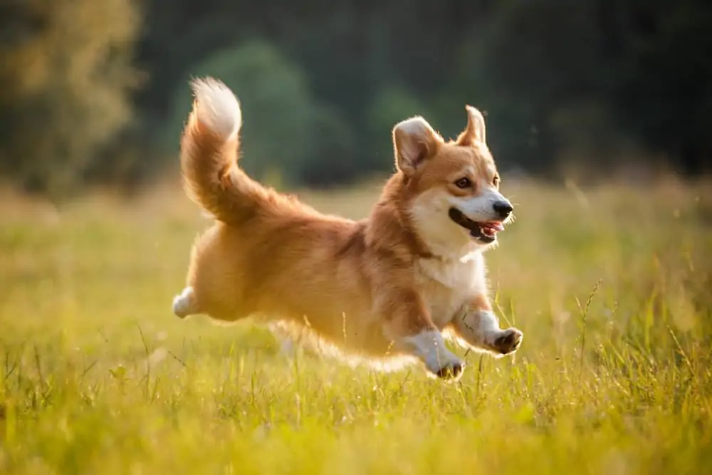 Corgi Pembroke Welsh