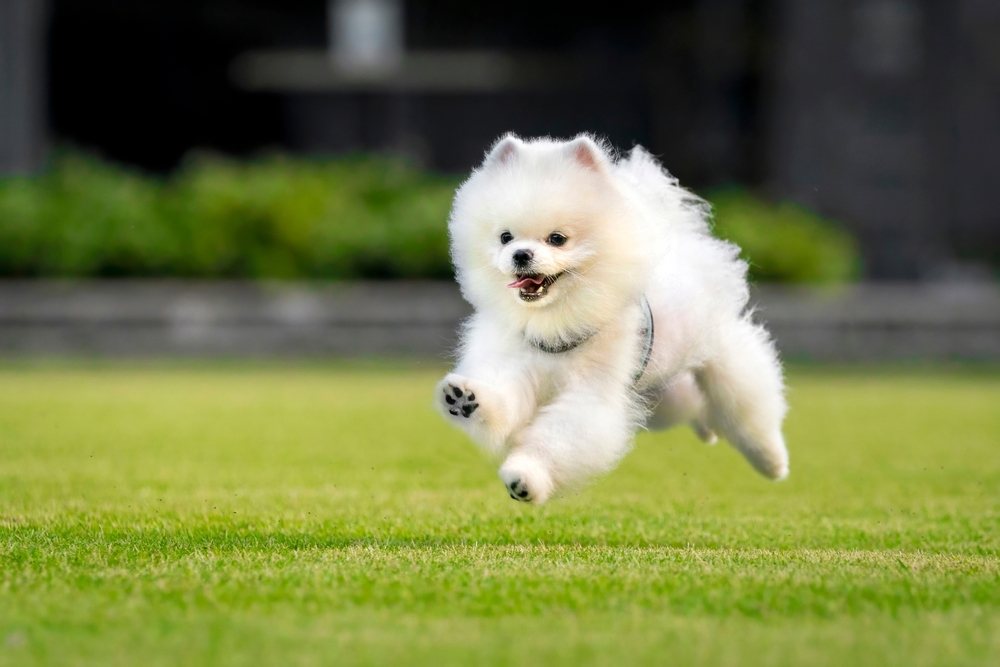 Pomeranian