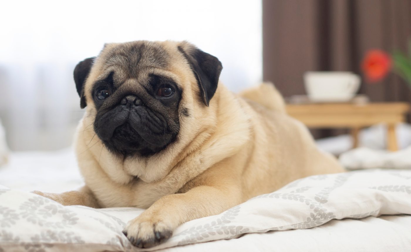 Pug